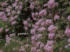 -江南茗茶城