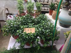 -秦美花卉(天朗·莱茵小城2期店)