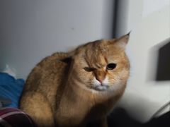 -瑞派动物医院·猫专科·至诚(江南中分院)