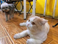 -志龙皇冠吃货椰子铺
