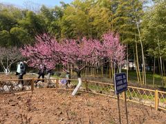 -南京古林公园