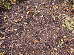 -解家河南菜(商鼎路店)