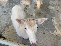 -深圳野生动物园