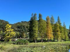 -广州市石门国家森林公园