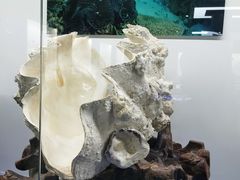-贝壳王国博物馆
