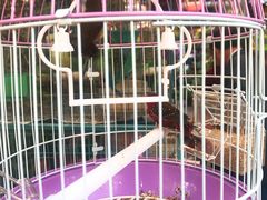 -曲阳花鸟市场(曲阳路店)