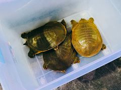 -金海椒罐罐鲢鱼(东方桂苑店)