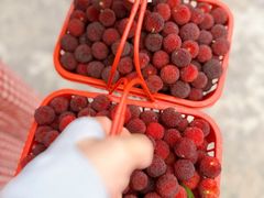 -塘栖枇杷特色园区