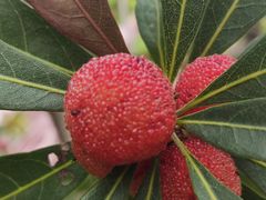 -安庆馄饨店(园东路店)