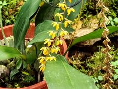 -国家植物园南园