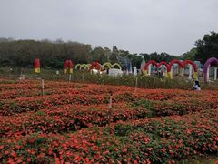 -松山湖梦幻百花洲