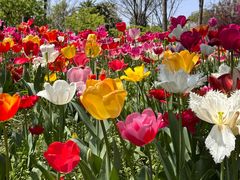 -大宁郁金香公园-停车场