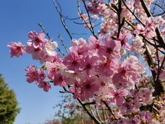 -顾村公园