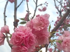 -天适樱花悠乐园