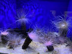 -上海海洋水族馆