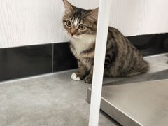 -凯特喵百思猫专科医院