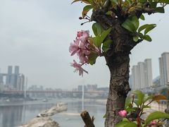 -海棠烟雨公园