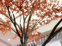 -艾薯夫妇Aysh(福田星河COCOPark店)