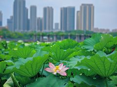 -月湖风景区