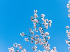 -顾村公园