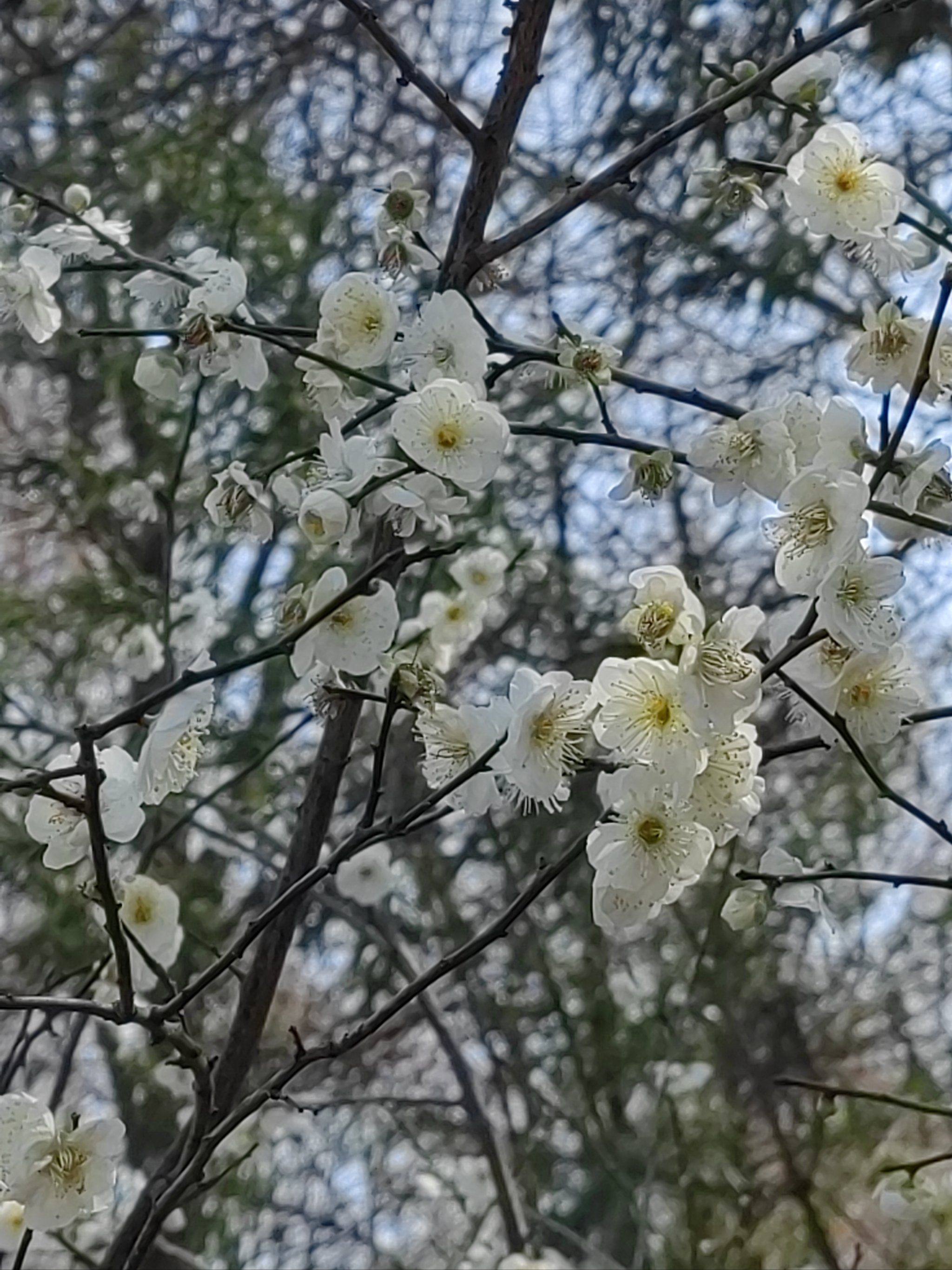 十二花神季 之 梅花季