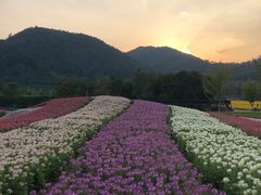 -径山花海