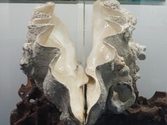 -贝壳王国博物馆