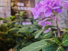 -章云板鸭(评事街店)
