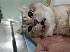 -汪喵宠物医院·骨科心脏影像·犬猫急重症ICU诊疗中心(成华分院)