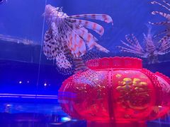 -大连圣亚海洋世界