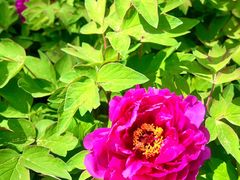 -东华门大街小区