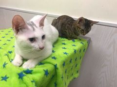 -凯特喵百思猫专科医院
