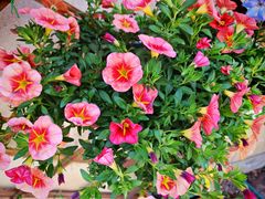 -观唐（国际）度假村温泉