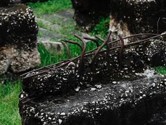 -九龙寨城公园