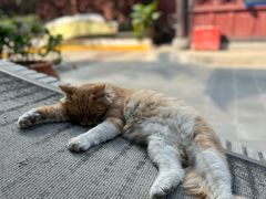 -古大圣慈寺