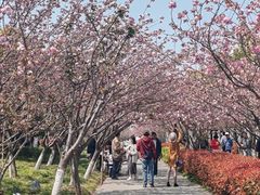 -高东镇樱花园