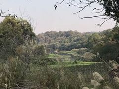 -南宁良凤江国家森林公园