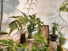 -自由生长植物工作室(深港花卉中心店)