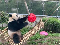 -黔灵山公园