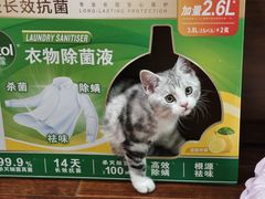 -欣宠猫屋·矮脚拿破仑·蓝金金渐层