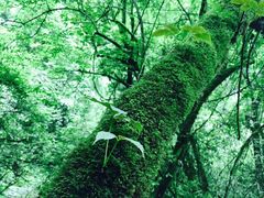 -西岭雪山大飞水景区