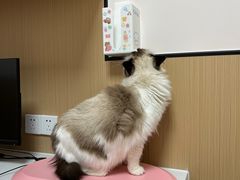 -瑞派康怡24h宠物医院·犬猫医疗中心·微创绝育(瑞景分院)