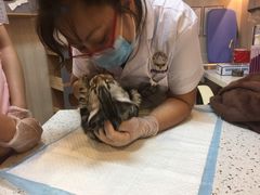 -宠爱国际动物医院·消化内科·心肾内科·ISFM猫友好(望京店)