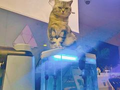 -平行世界·猫咖(首经贸店)