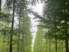 -泗洪洪泽湖湿地景区