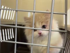 -小猫来了·猫舍(红山六九七九店)