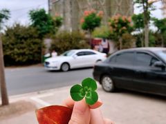 -洪湖生态旅游区