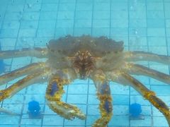 -宝宇大连海鲜渔港(金奎大厦店)