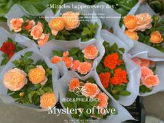 -循礼门鲜花花市(武汉循礼门店)