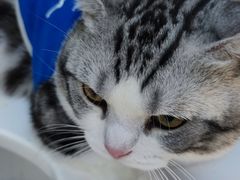 -萌兽医馆·眼科·异宠专科(三里屯店)